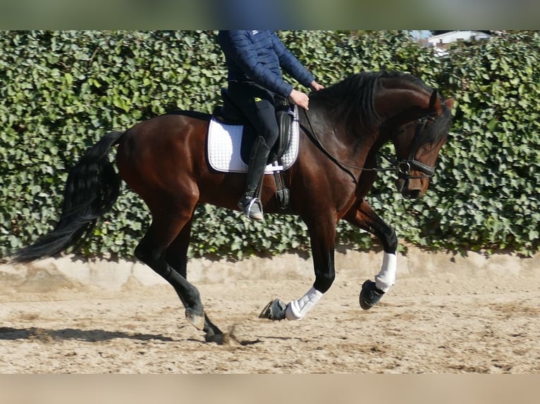 PRE Mix Hengst 5 Jaar 168 cm Donkerbruin in Granollers