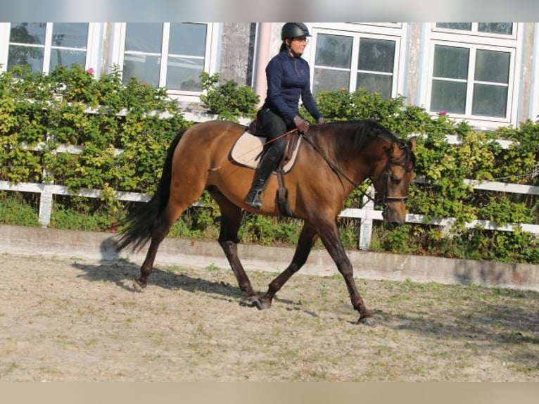 PRE Mix Hengst 5 Jaar 168 cm Falbe in Bibertal