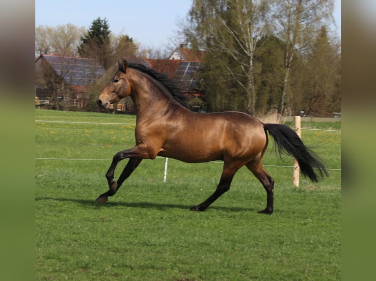 PRE Mix Hengst 5 Jaar 168 cm Falbe in Bibertal