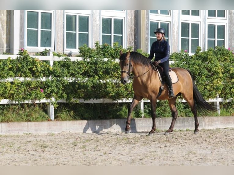 PRE Mix Hengst 5 Jaar 168 cm Falbe in Bibertal