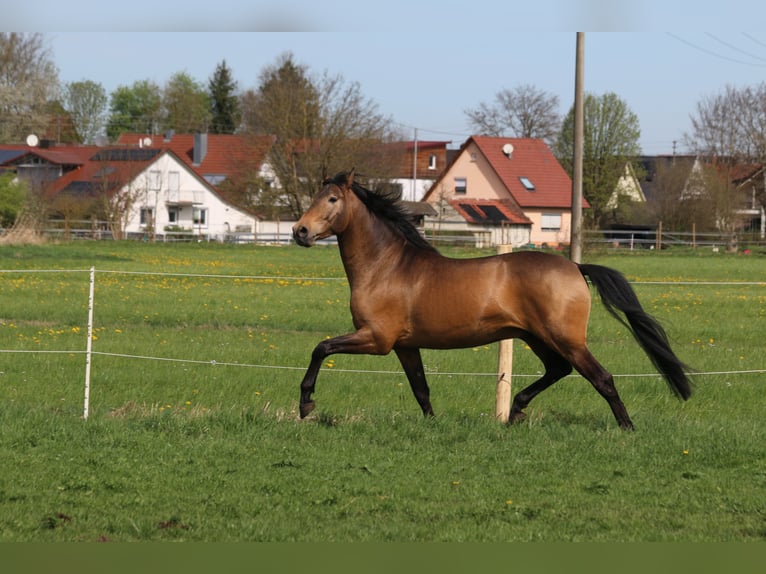 PRE Mix Hengst 5 Jaar 168 cm Falbe in Bibertal