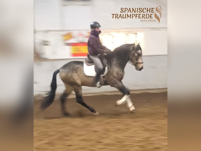 PRE Mix Hengst 5 Jaar 168 cm Falbe in Traventhal