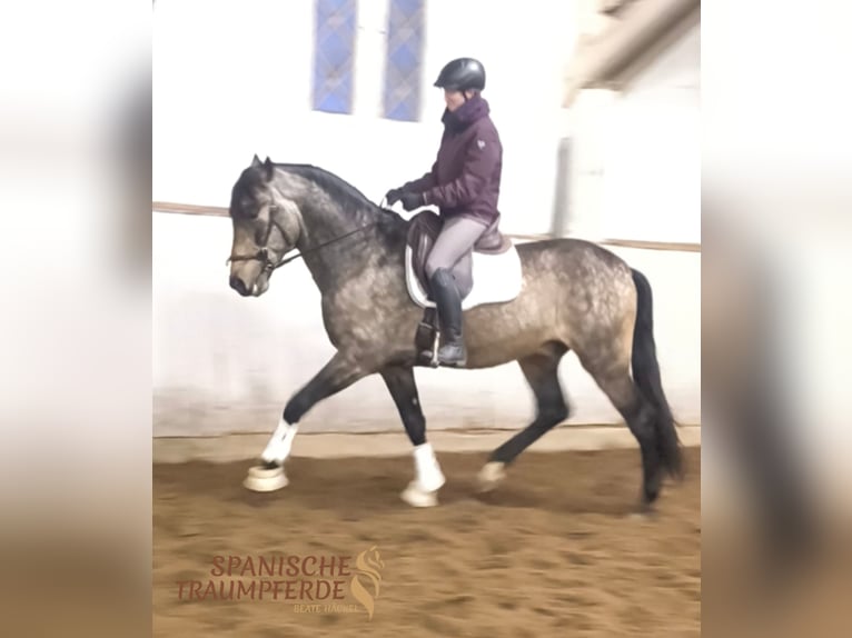 PRE Mix Hengst 5 Jaar 168 cm Falbe in Traventhal