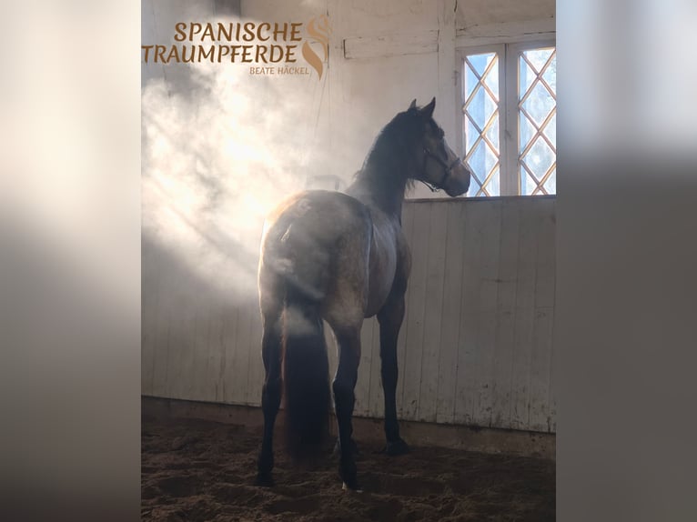 PRE Mix Hengst 5 Jaar 168 cm Falbe in Traventhal