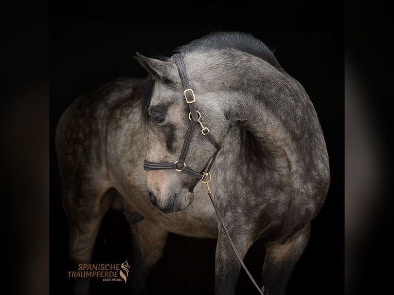 PRE Mix Hengst 5 Jaar 168 cm Falbe in Traventhal