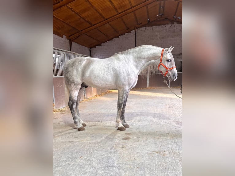 PRE Hengst 5 Jaar 168 cm Schimmel in Granada