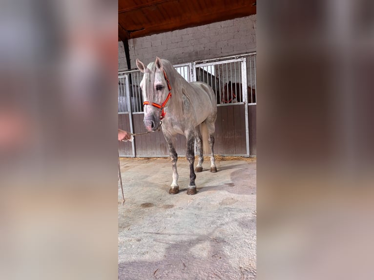 PRE Hengst 5 Jaar 168 cm Schimmel in Granada