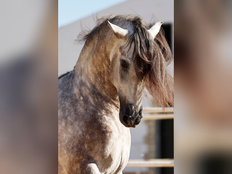 PRE Mix Hengst 5 Jaar 168 cm Schimmel in Poeldijk