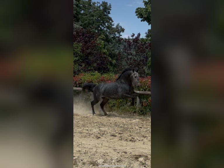 PRE Hengst 5 Jaar 168 cm Schimmel in Morcone
