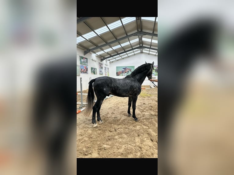 PRE Hengst 5 Jaar 168 cm Schimmel in Morcone