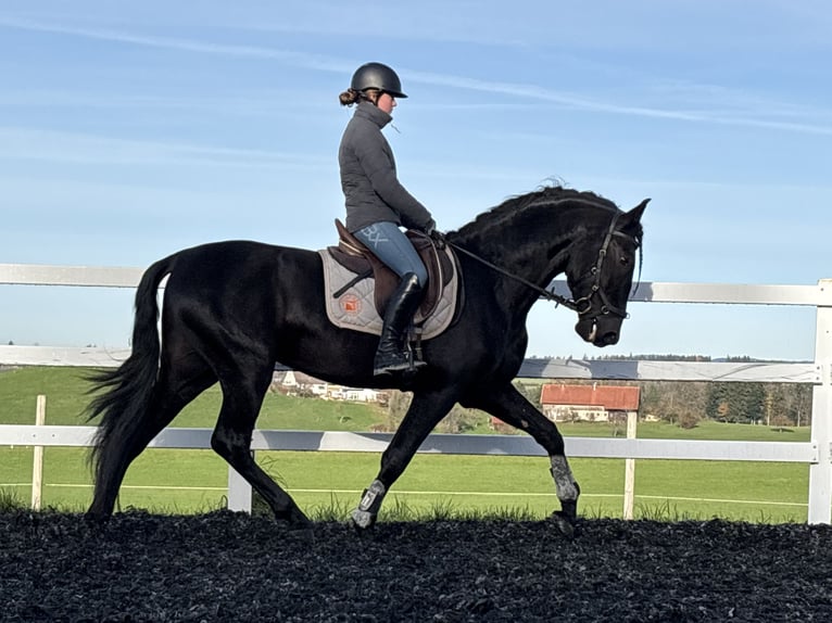 PRE Mix Hengst 5 Jaar 168 cm Zwart in Sigmarszell