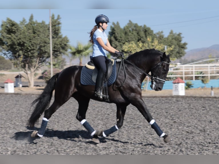 PRE Hengst 5 Jaar 168 cm Zwartbruin in Malaga