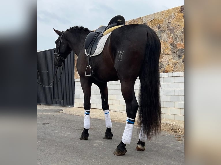 PRE Hengst 5 Jaar 168 cm Zwartbruin in Malaga