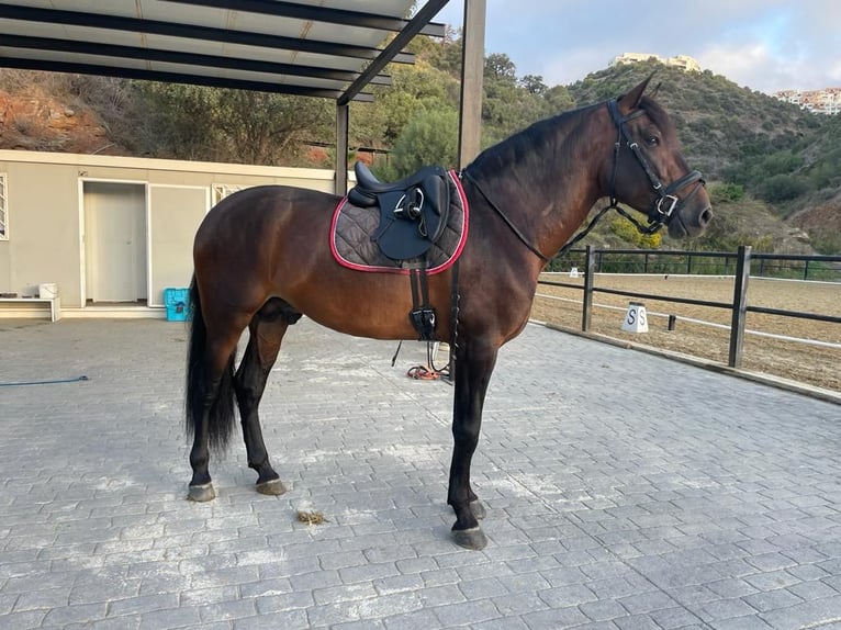 PRE Hengst 5 Jaar 169 cm Bruin in Marbella