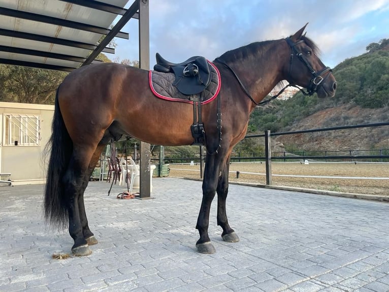 PRE Hengst 5 Jaar 169 cm Bruin in Marbella