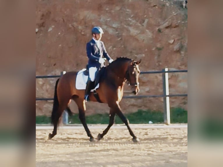 PRE Hengst 5 Jaar 169 cm Bruin in Marbella