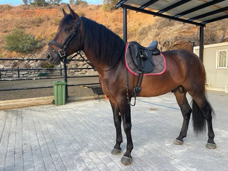 PRE Hengst 5 Jaar 169 cm Bruin in Marbella