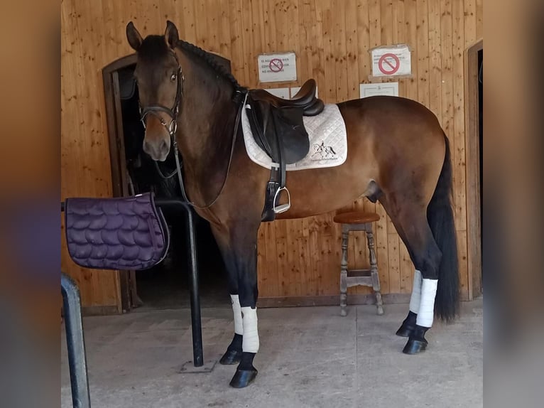 PRE Hengst 5 Jaar 169 cm Bruin in Marbella