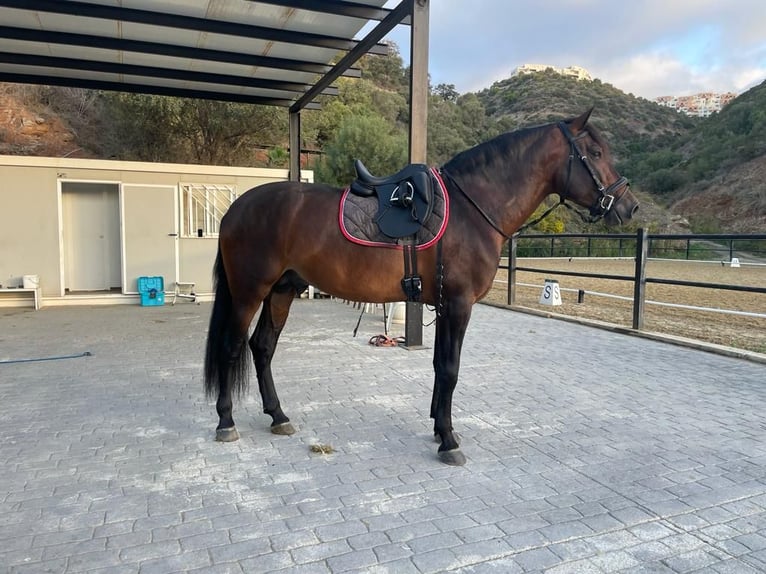 PRE Hengst 5 Jaar 169 cm Bruin in Marbella