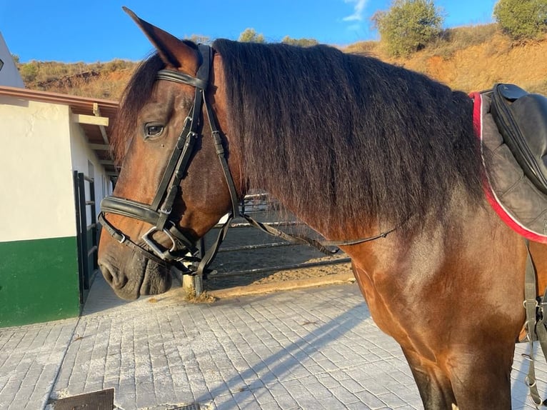 PRE Hengst 5 Jaar 169 cm Bruin in Marbella