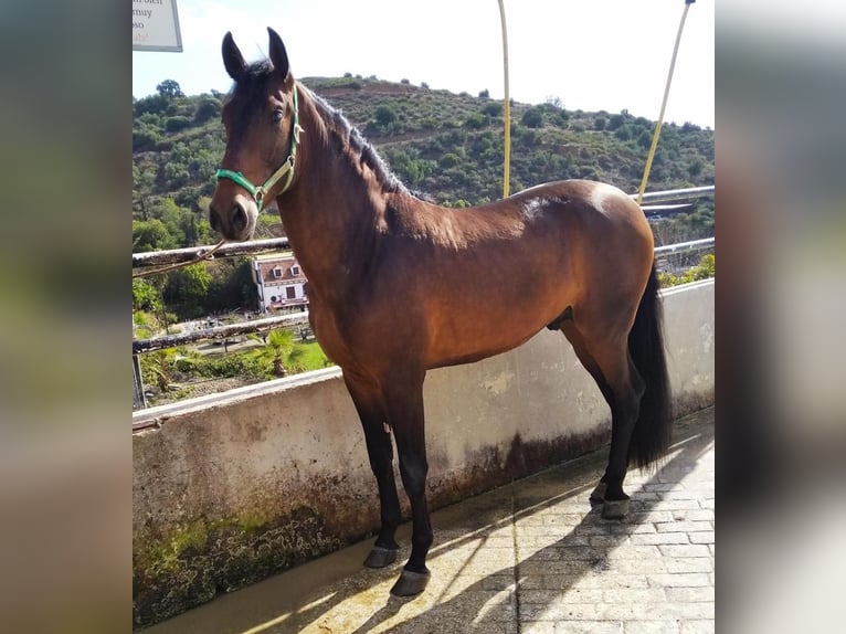 PRE Hengst 5 Jaar 169 cm Bruin in Marbella