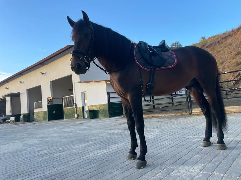 PRE Hengst 5 Jaar 169 cm Bruin in Marbella