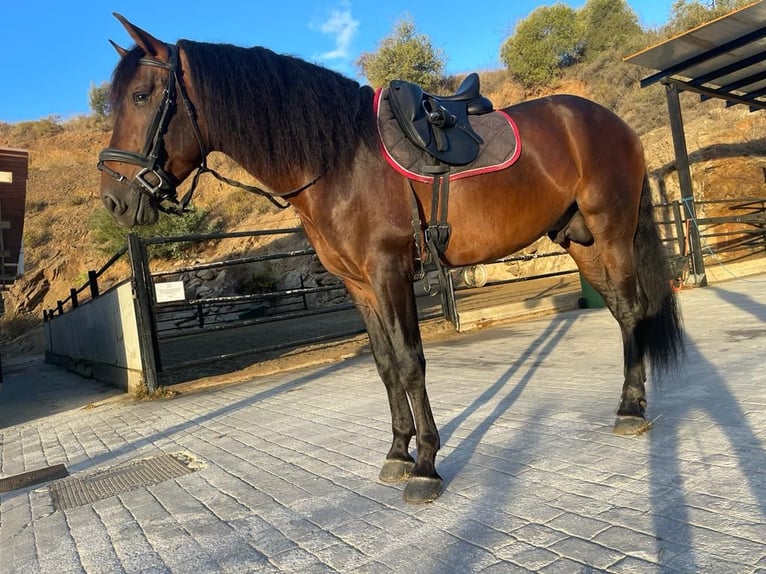 PRE Hengst 5 Jaar 169 cm Bruin in Marbella