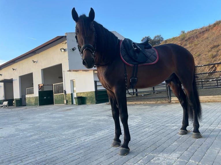 PRE Hengst 5 Jaar 169 cm Bruin in Marbella