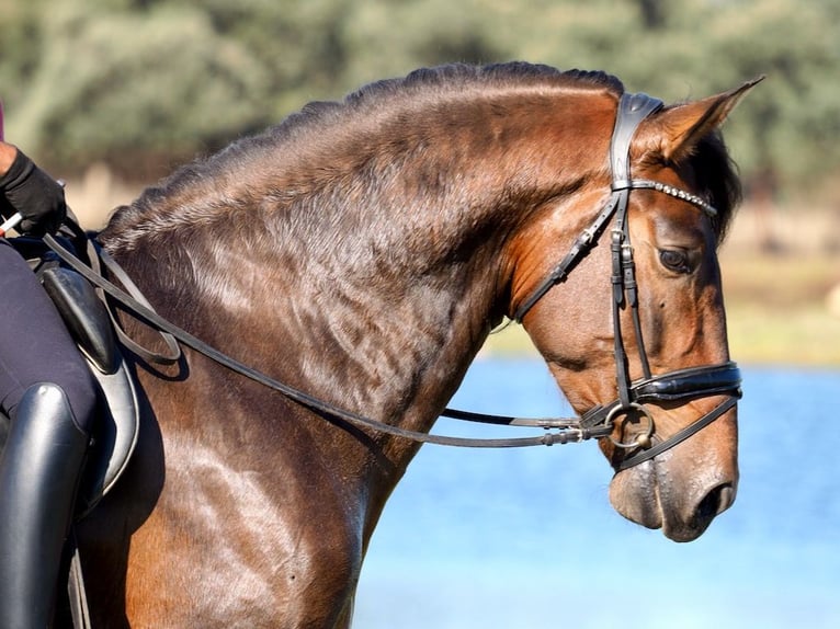 PRE Mix Hengst 5 Jaar 169 cm Bruin in Navas Del Madroño