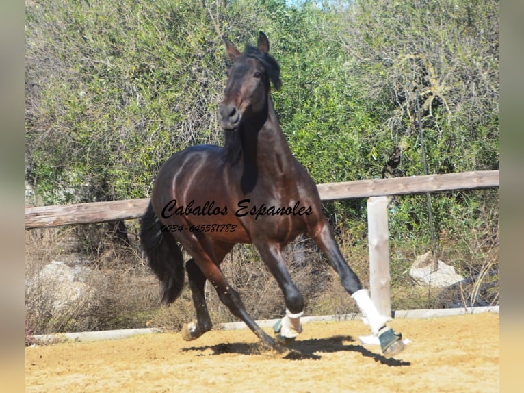 PRE Hengst 5 Jaar 169 cm Bruin in Vejer de la Frontera