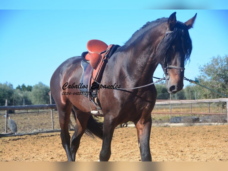 PRE Hengst 5 Jaar 169 cm Bruin in Vejer de la Frontera