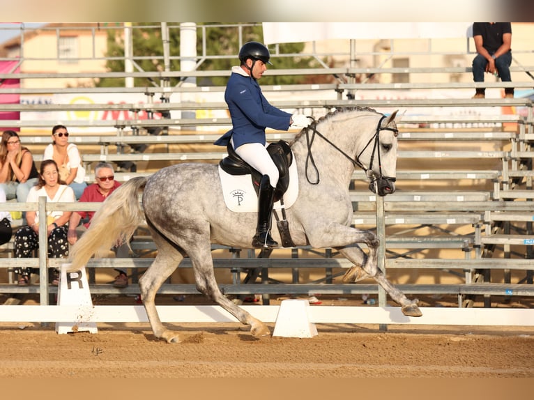 PRE Hengst 5 Jaar 169 cm Schimmel in Bormujos Sevilla