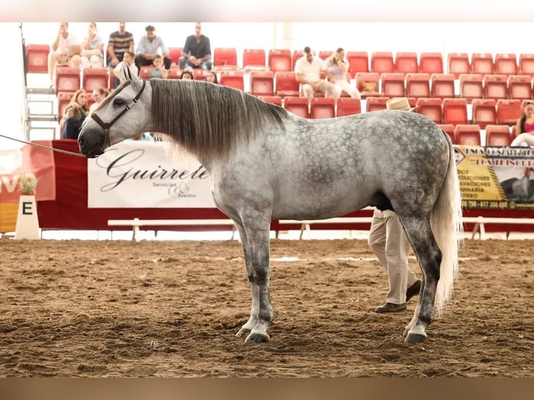 PRE Hengst 5 Jaar 169 cm Schimmel in Bormujos Sevilla