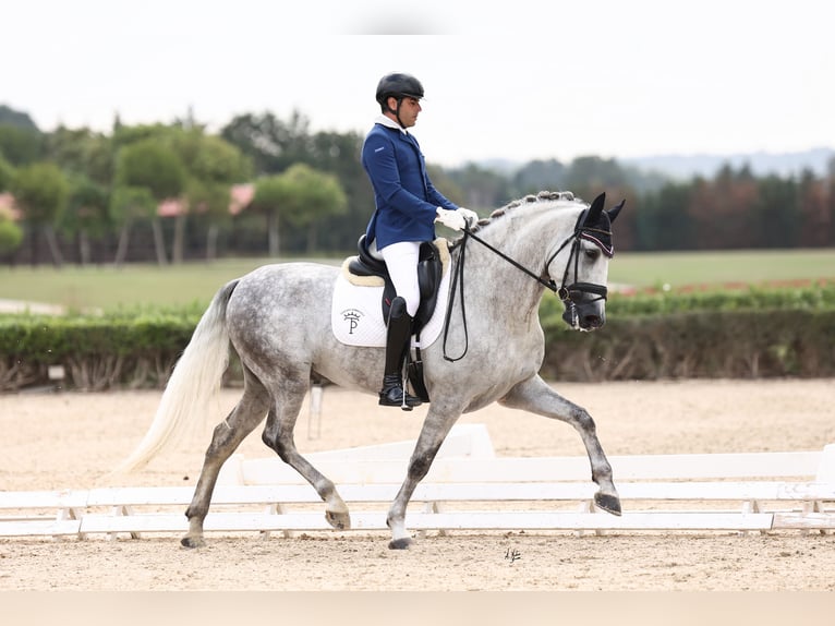 PRE Hengst 5 Jaar 169 cm Schimmel in Bormujos Sevilla