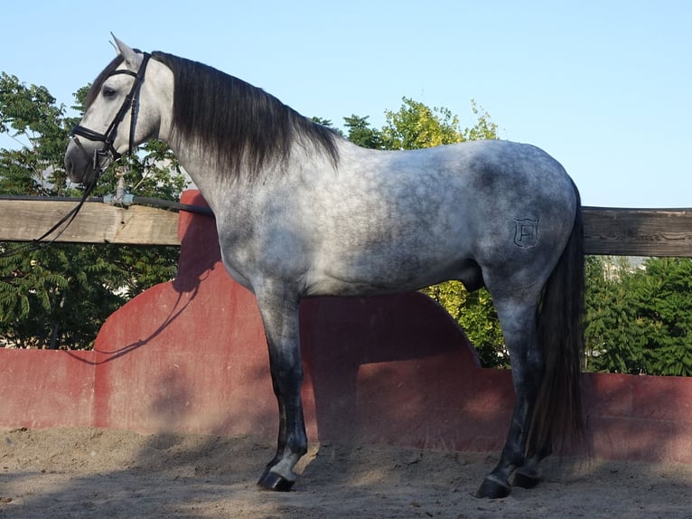 PRE Mix Hengst 5 Jaar 169 cm Schimmel in Coín, Malaga