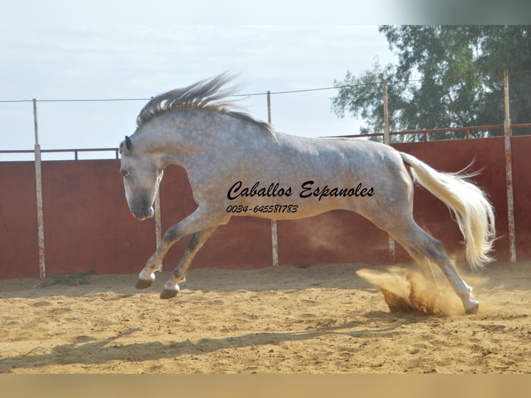 PRE Hengst 5 Jaar 169 cm Schimmel in Vejer de la Frontera