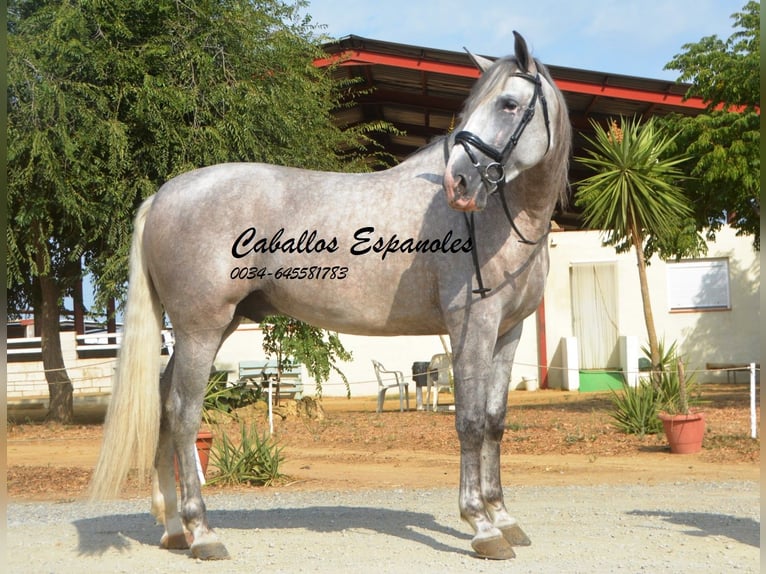 PRE Hengst 5 Jaar 169 cm Schimmel in Vejer de la Frontera