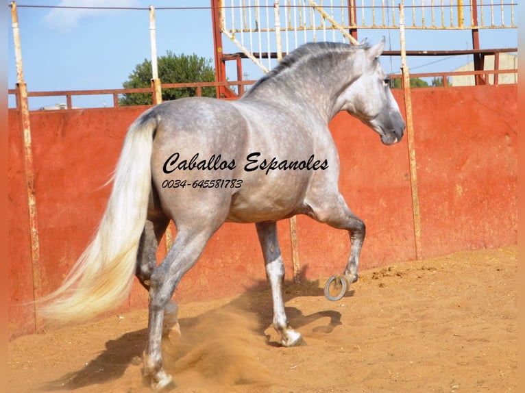 PRE Hengst 5 Jaar 169 cm Schimmel in Vejer de la Frontera