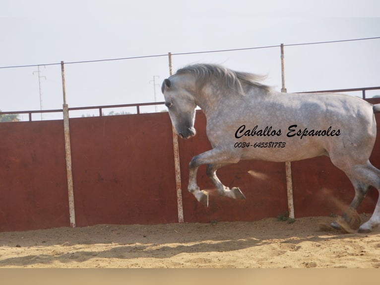 PRE Hengst 5 Jaar 169 cm Schimmel in Vejer de la Frontera