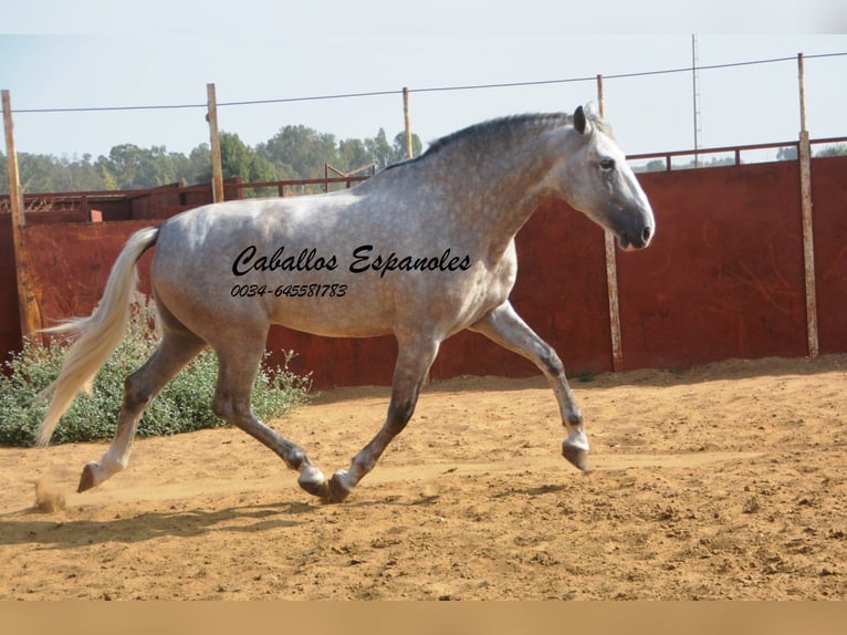 PRE Hengst 5 Jaar 169 cm Schimmel in Vejer de la Frontera