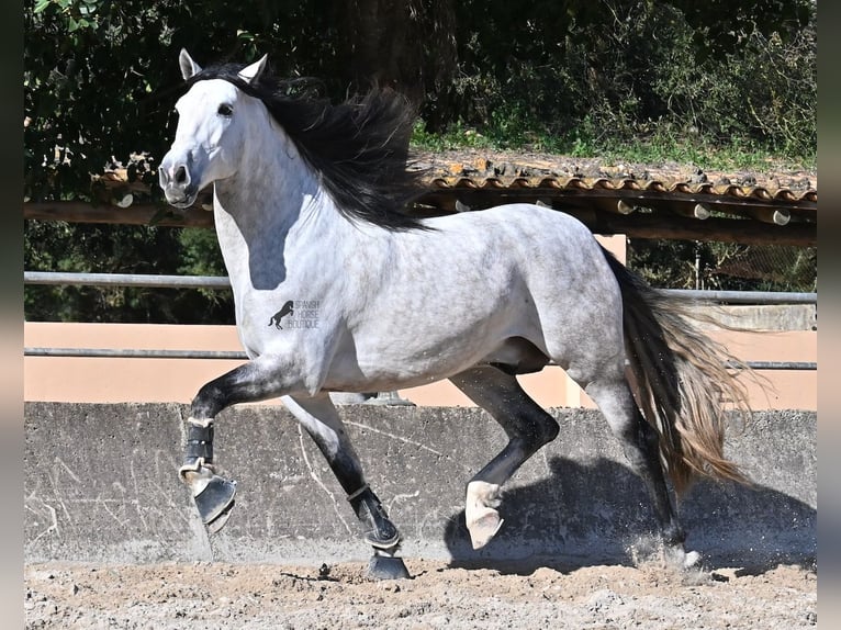 PRE Mix Hengst 5 Jaar 169 cm Schimmel in Mallorca