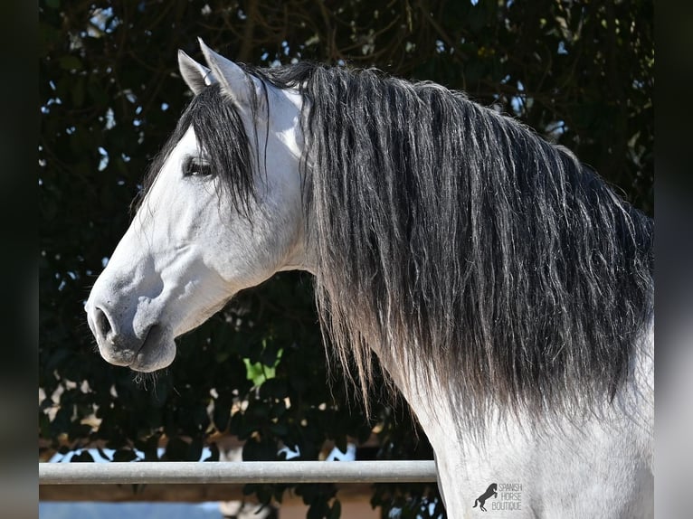 PRE Mix Hengst 5 Jaar 169 cm Schimmel in Mallorca