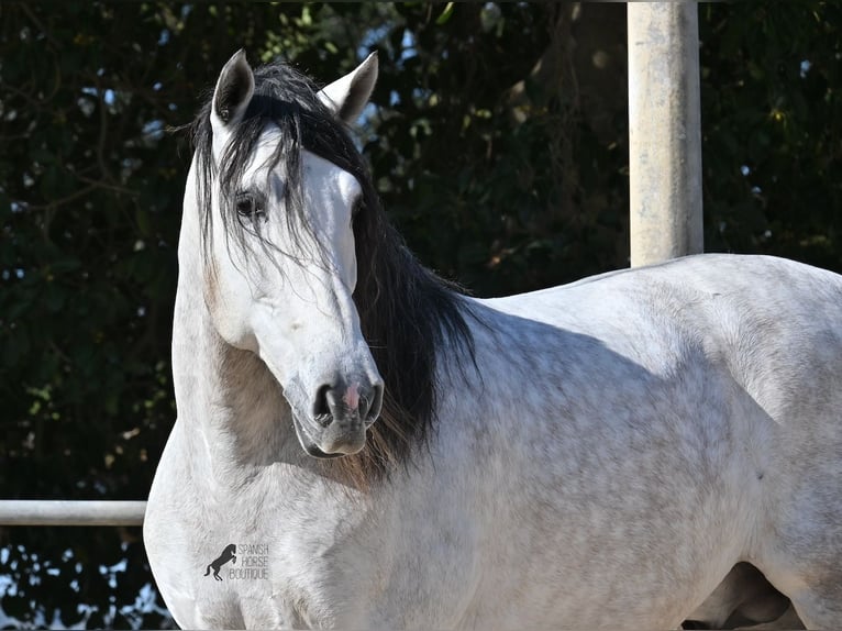 PRE Mix Hengst 5 Jaar 169 cm Schimmel in Mallorca