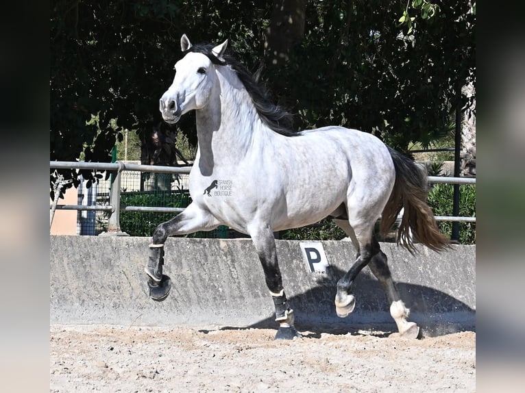 PRE Mix Hengst 5 Jaar 169 cm Schimmel in Mallorca