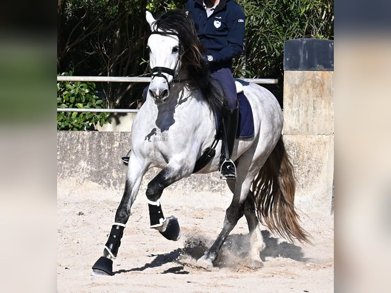 PRE Mix Hengst 5 Jaar 169 cm Schimmel in Mallorca