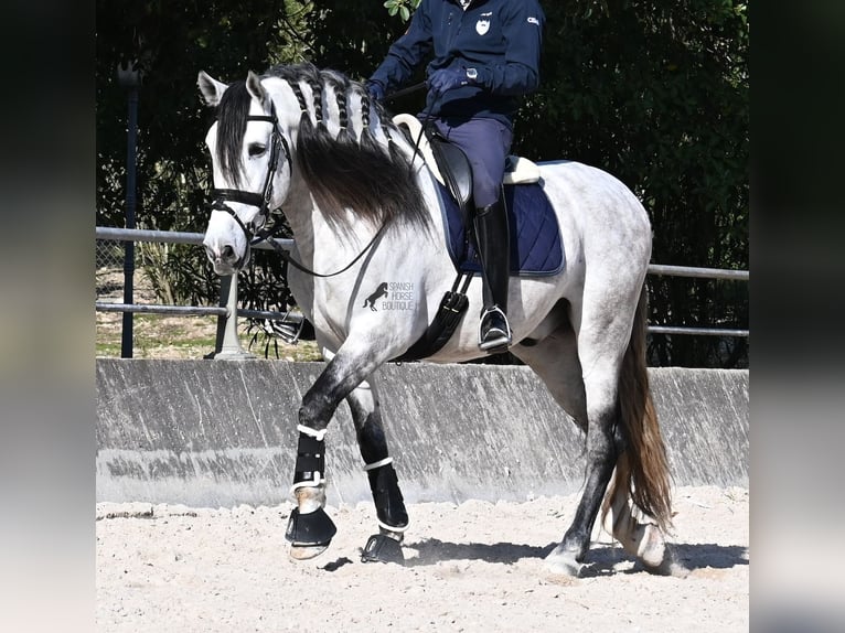 PRE Mix Hengst 5 Jaar 169 cm Schimmel in Mallorca