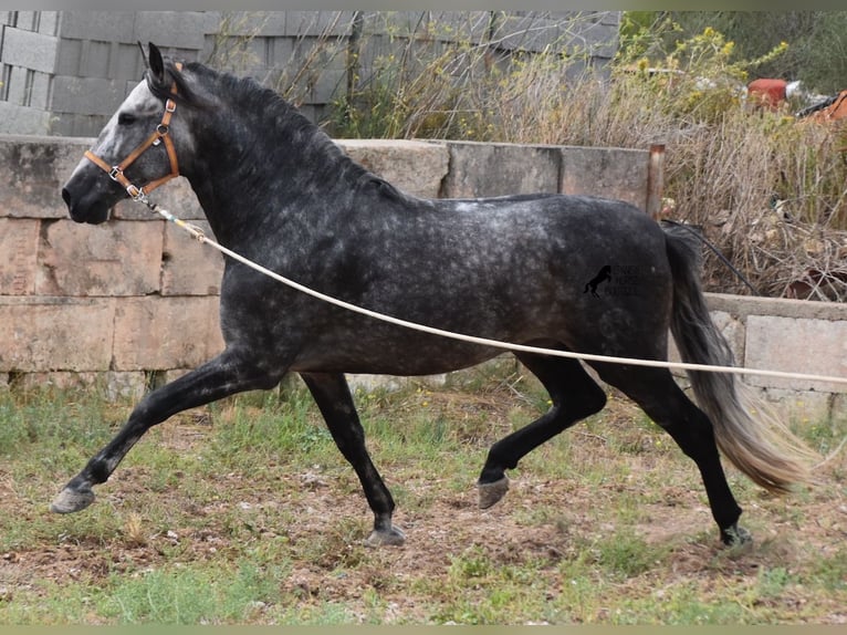 PRE Hengst 5 Jaar 169 cm Schimmel in Mallorca