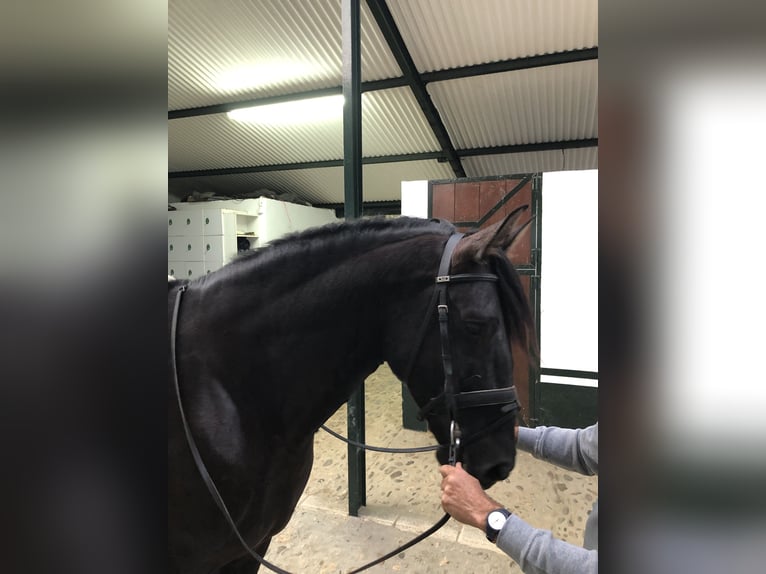 PRE Mix Hengst 5 Jaar 169 cm Zwart in Pilas