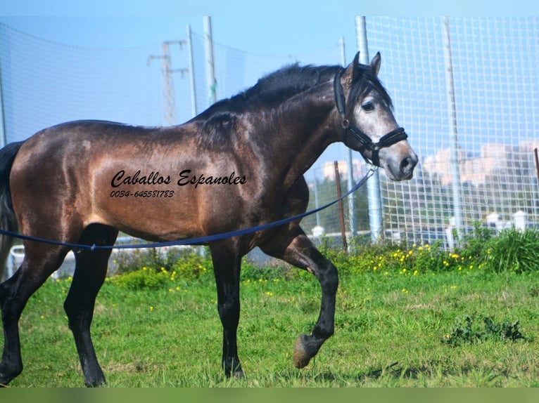 PRE Mix Hengst 5 Jaar 170 cm Brown Falb schimmel in vejer de la frontera