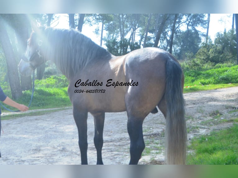 PRE Mix Hengst 5 Jaar 170 cm Brown Falb schimmel in vejer de la frontera